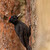 Datel černý (Dryocopus martius)